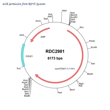 R&D Systems RDC2981 image 1