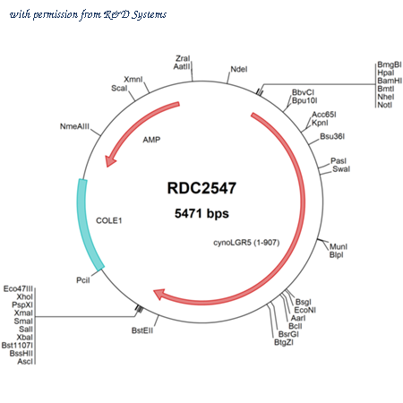 R&D Systems RDC2547 image 1