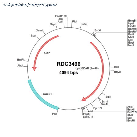 R&D Systems RDC3496 image 1