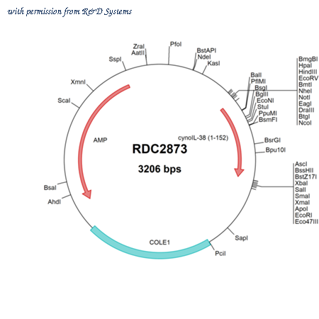 R&D Systems RDC2873 image 1