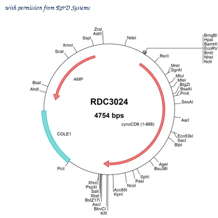 R&D Systems RDC3024 image 1