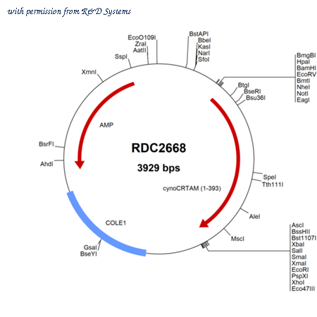 R&D Systems RDC2668 image 1