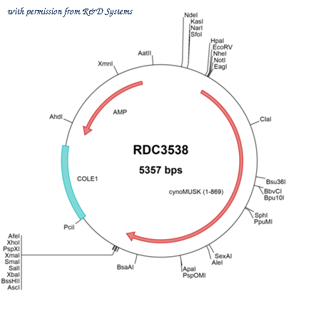 R&D Systems RDC3538 image 1
