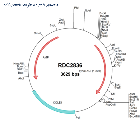 R&D Systems RDC2836 image 1