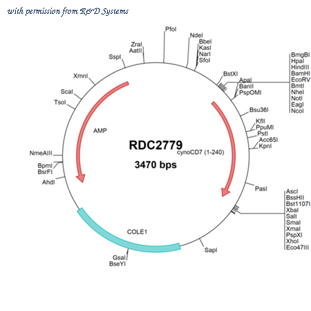 R&D Systems RDC2779 image 1