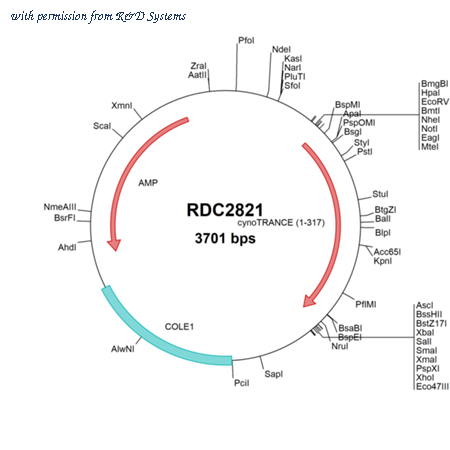 R&D Systems RDC2821 image 1