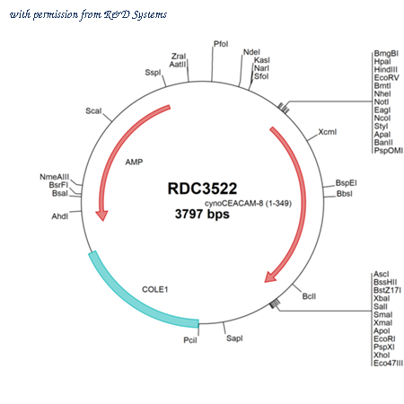 R&D Systems RDC3522 image 1