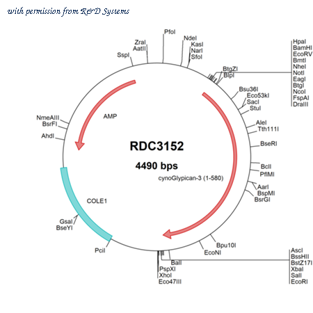 R&D Systems RDC3152 image 1