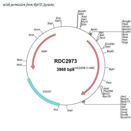 R&D Systems RDC2973 image 1