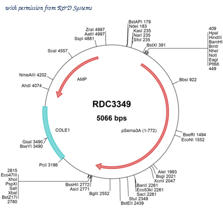 R&D Systems RDC3349 image 1