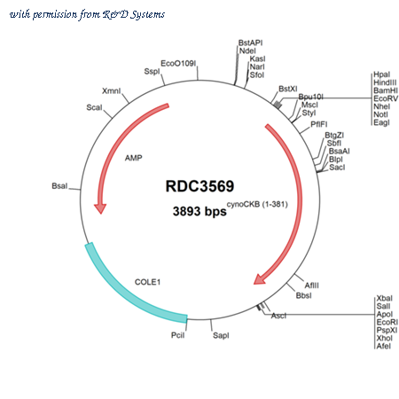 R&D Systems RDC3569 image 1