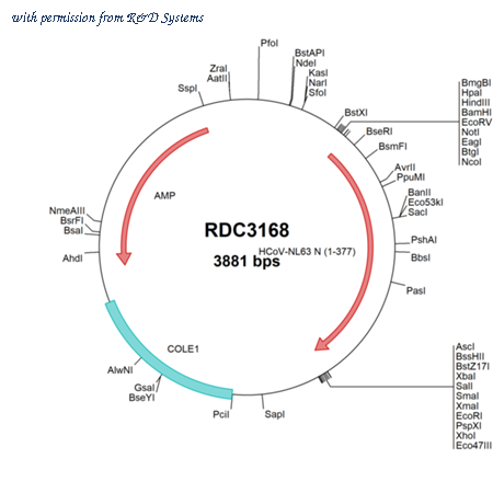 R&D Systems RDC3168 image 1