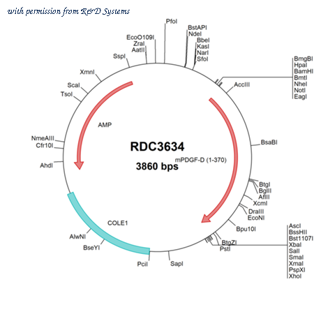 R&D Systems RDC3634 image 1