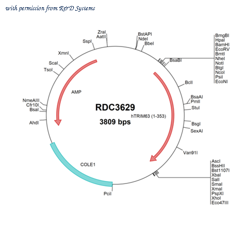 R&D Systems RDC3629 image 1