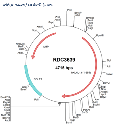 R&D Systems RDC3639 image 1