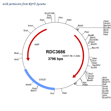 R&D Systems RDC3686 image 1