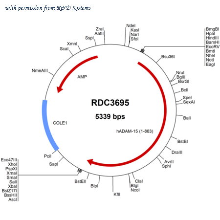 R&D Systems RDC3695 image 1