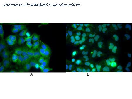 Rockland Immunochemicals 200-301-065s image 1