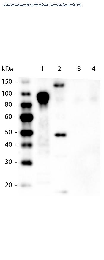 Rockland Immunochemicals 200-331-382 image 1
