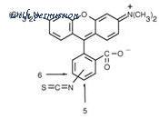 Rockland Immunochemicals 200-332-246 image 1