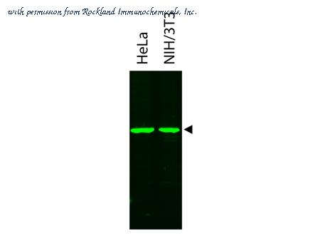 Rockland Immunochemicals 200-332-263 image 1