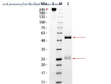 Rockland Immunochemicals 017-0102 image 1