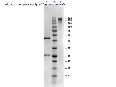 Rockland Immunochemicals D604-0010 image 1