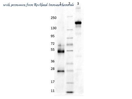 Rockland Immunochemicals D609-0200 image 1