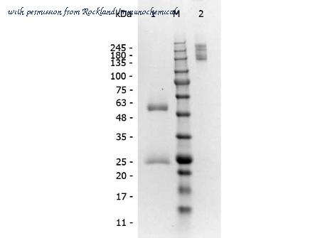 Rockland Immunochemicals D609-5000 image 1