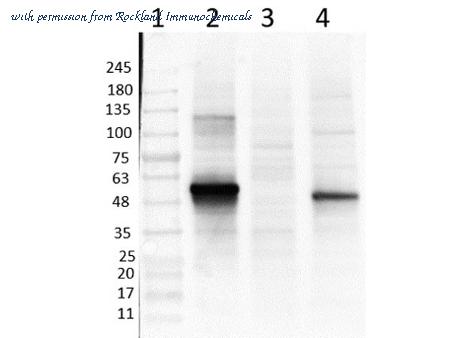 Rockland Immunochemicals 600-101-MN7 image 1