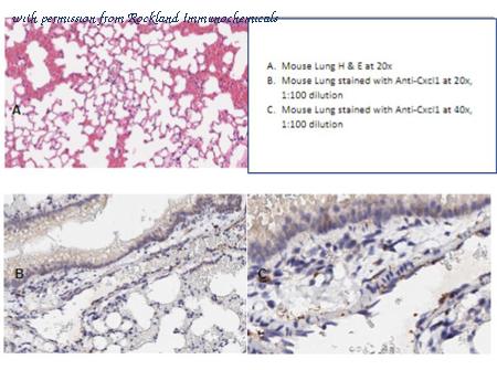 Rockland Immunochemicals 600-401-MN2 image 1