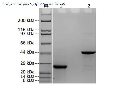 Rockland Immunochemicals 400-001-MT2 image 1