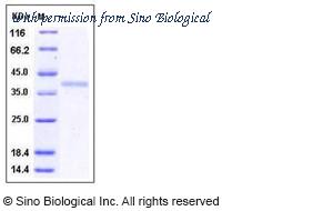 Sino Biological 10687-HCCH image 1