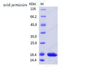 Sino Biological 10014-HNAE image 1
