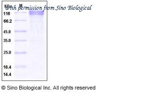 Sino Biological 10207-H01H image 1