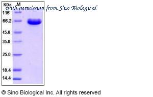 Sino Biological 10187-H02H image 1