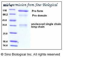 Sino Biological 10329-H08H image 1