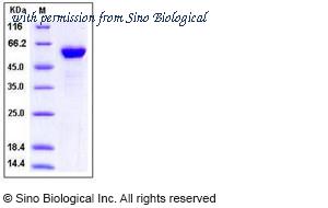 Sino Biological 10326-H01H image 1