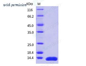 Sino Biological 10221-HNAE image 1
