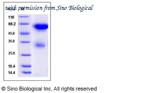 Sino Biological 50051-M07H image 1