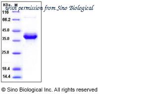 Sino Biological 10185-H01H image 1