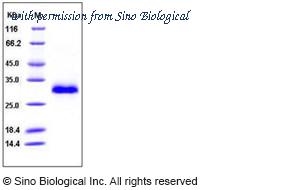 Sino Biological 10934-H08H image 1