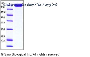 Sino Biological 10048-H03H image 1