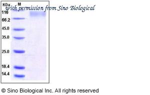 Sino Biological 10048-H08H image 1