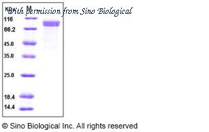 Sino Biological 10144-H08H image 1