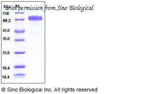 Sino Biological 10762-H08H image 1