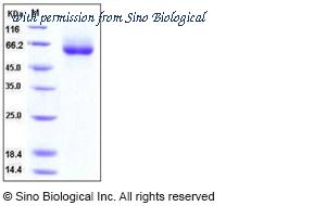Sino Biological 10885-H08H image 1