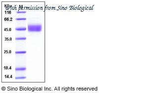 Sino Biological 10924-H08H image 1