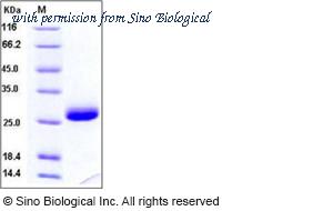 Sino Biological 10934-HNAH image 1