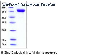 Sino Biological 11062-V08H1 image 1